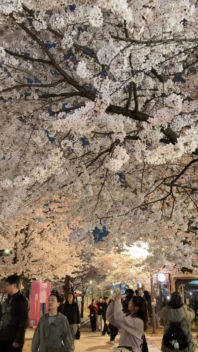 홍대 벚꽃길 산책: 경의선 숲길에서의 하루 [서울, 경의선 숲길, 예산: 맥주 1잔]