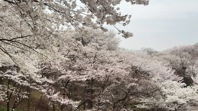서울에서 벚꽃 마지막 기회를 즐기기! (서울 - 무료)